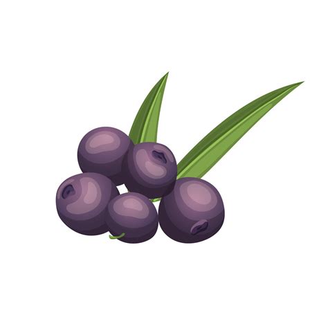 acai food fruit cartoon vector illustration 17438652 Vector Art at Vecteezy