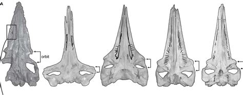 Smithsonian Insider – Decoupling Tooth Loss from the Evolution of