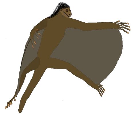 colugo  todays wiki fandom