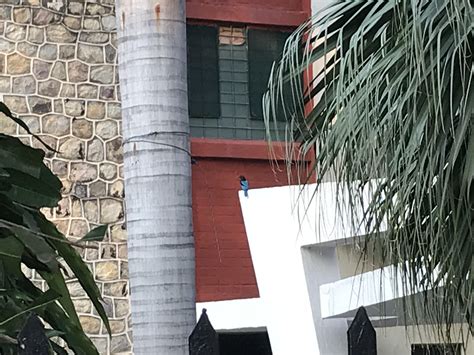 Need help identifying this bird seen in Uttarakhand, India. It was