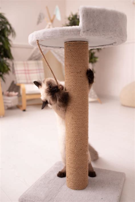 cat scratching post  picks  expert guide