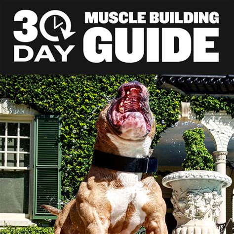 how to put muscle on a dog