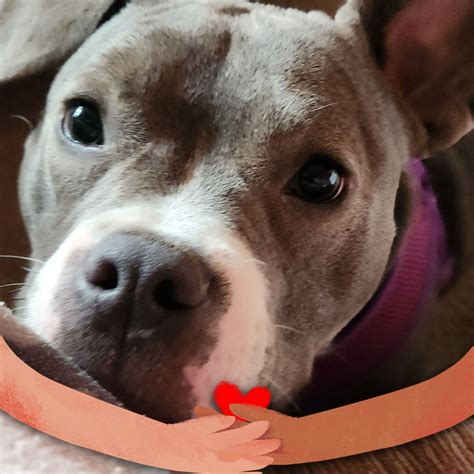 Angry commuters are flooding the tollsbymailnycom help desk 4