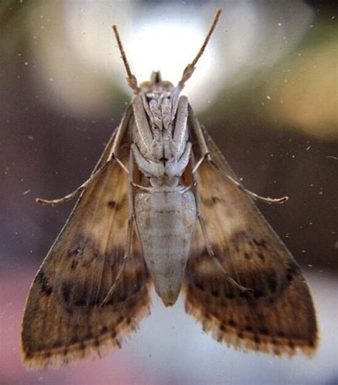 macro shot   underside   moth pics