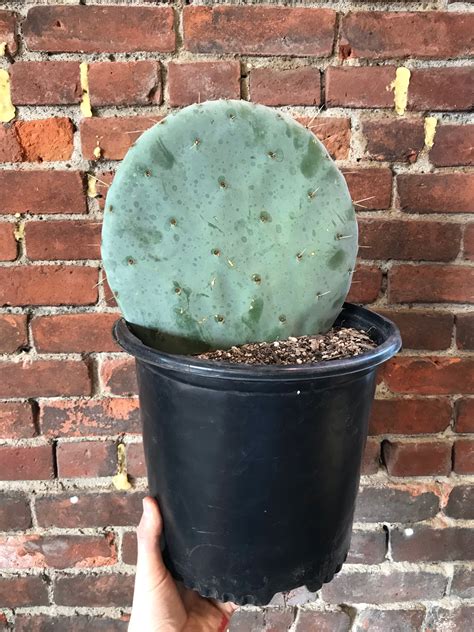Opuntia Robusta (Silver Dollar Prickly Pear) – Desert Rose Cactus Lounge