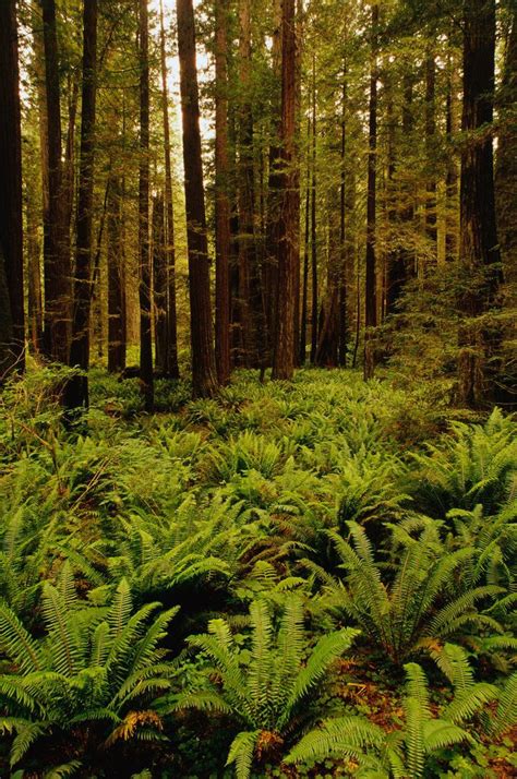 Ferns in Redwood Forest posters & prints by Corbis