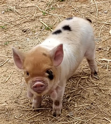 Fortune... - Fortune Meadows Kunekune Farm - Central Virginia