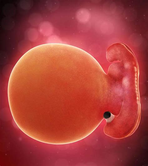 baby   weeks pregnant tw miscarriage atweeks