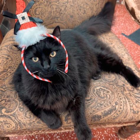 andalusia animal clinic 1