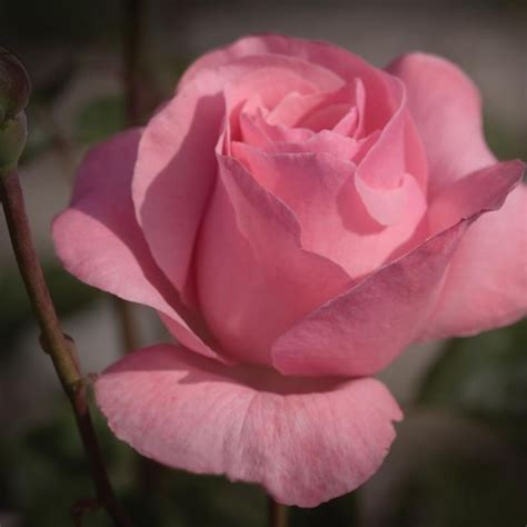 Queen Elizabeth Rose | Plant Addicts