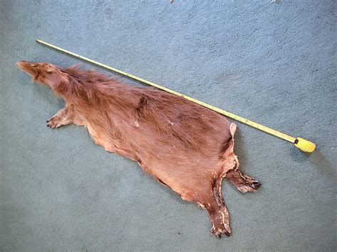 Greater Capybara Pelt #00473 - Craniates Curiosites: Oddity Sales and