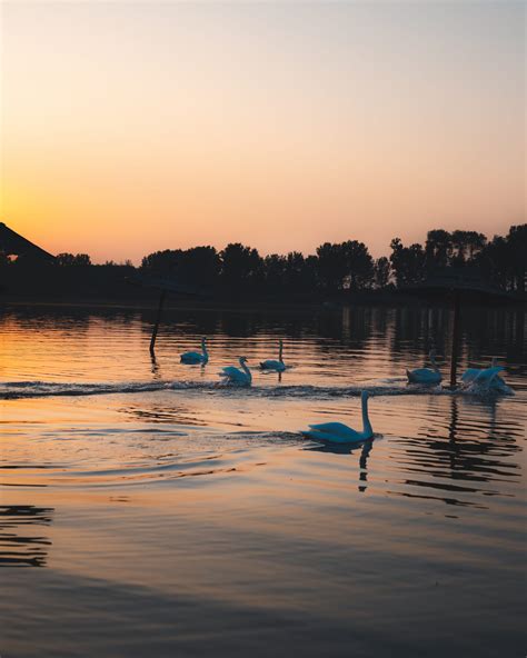 Free picture: Sunrise on lakeside with flock of swan birds swimming