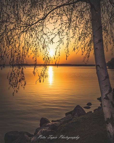 Alla koivupuun... . . #thebestoffinland #finland_photolovers #total ...