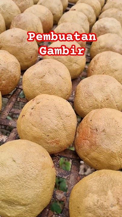 pembuatan gambir  pagimbar pakpak bharat laketoba pakpak