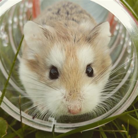 Best pets for kids • AnimalTalk