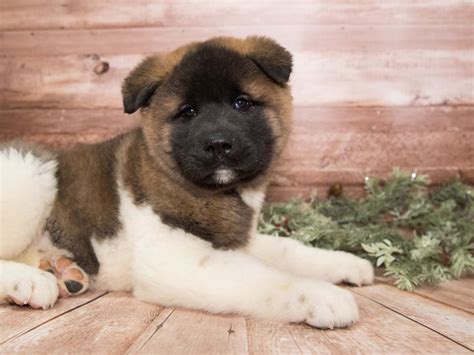Find Your Perfect Akita at Peak Legacy Ranch