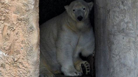 Petition · Build an adequate habitat for your Polar Bear - United ...