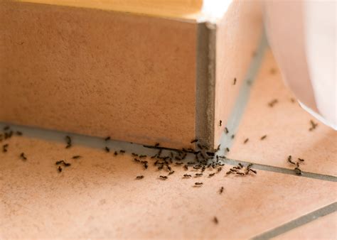 Four simple ways to stop ants as they move into UK homes