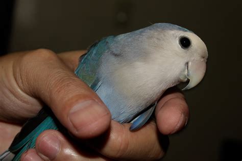 Watta Bird!: Breeding a White LoveBird