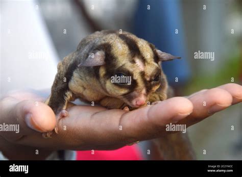 Sugar glider australia hi-res stock photography and images - Alamy