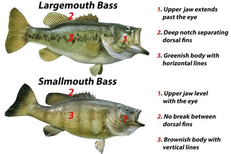 Smallmouth vs Largemouth Bass Comparison