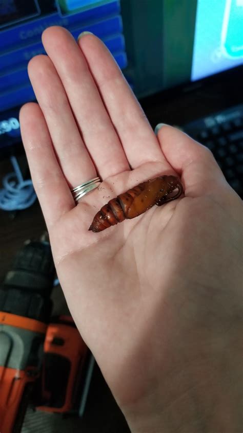 Five-Spotted Hawk Moth Complete Life Cycle : r/moths