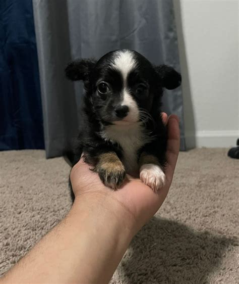 Long Haired Chihuahua Puppies For Sale | Orlando, FL #639224 (58)