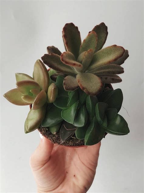 Эхеверия Колората Айс Echeveria Colorata Ice Купить с доставкой по всей ...