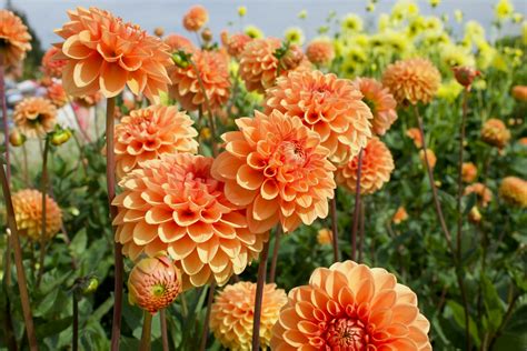 550+ Dahlia Pictures | Download Free Images on Unsplash