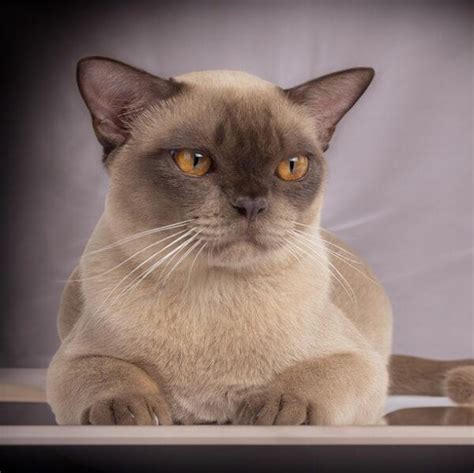 Discover the 10 Beautiful Burmese Cat Colors | Royal Esprit Burmese Cattery