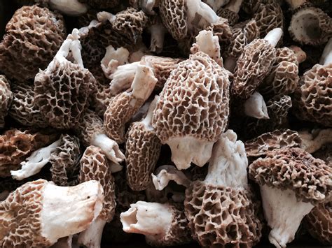 Conflict sprouting over wild mushroom hunting in Minnesota as DNR