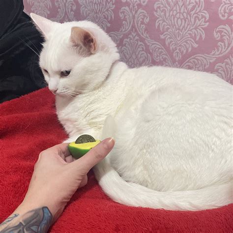 nao é uma conta de onlyfans on Twitter: "@samantabravin Mas esse gato