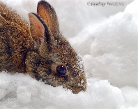 Hungry Bunny | Snow bunnies, Bunny, Animals