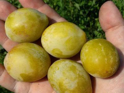 Сладкие сливы в северном саду / сливы / 7dach.ru | Сад, Садовые деревья ...