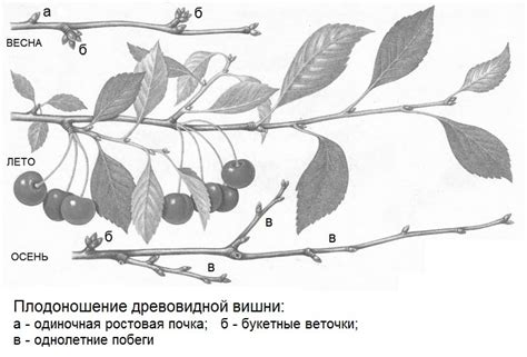 Обрезка вишни древовидных и кустовидных форм