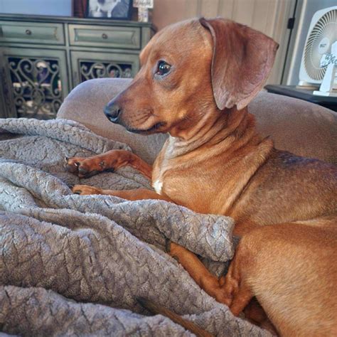 WAG - Meet Drake — the little dog with the big feelings. 💔🐾 Drake is a