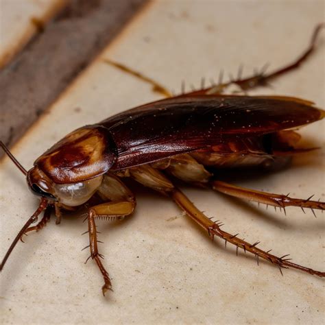American Cockroach - James River Pest Solutions