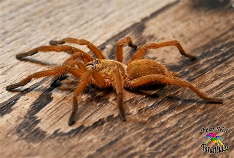 guide to tarantula not moving cheap 7