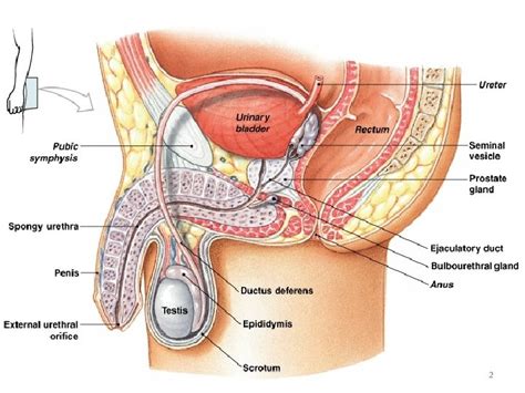 Prostate 1 2 3 4 5 Prostate Functions