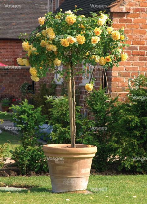 arbuste tige fleur de passion