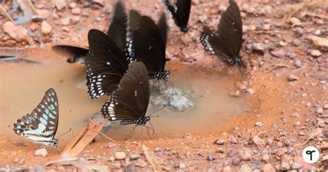 fluttering butterfly facts  kids   students excited