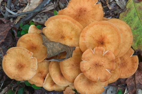 Ringless Honey Mushroom Honey Fungus – Identification, Edibility,