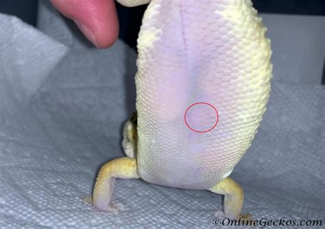 Leopard Gecko Care - OnlineGeckos.com Gecko Breeder