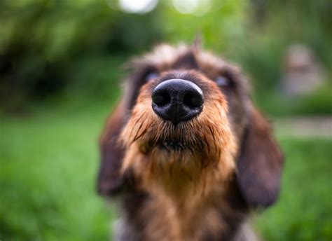 Sniffing Out the Truth: How a Dog's Nose Knows Real Meat from Fillers