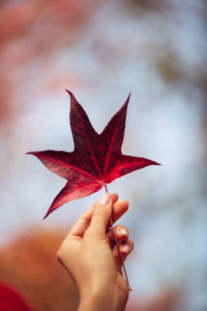 autumn leaves  hand stock  pictures royalty