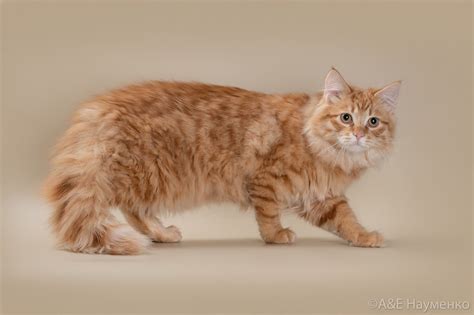 Сибирские коты окрасы - картинки и фото koshka.top