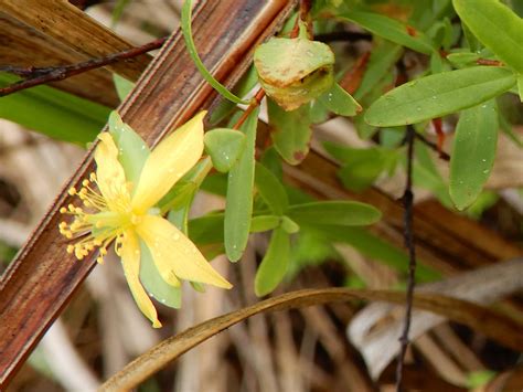 St. Andrews Cross | Hoot Acre Farm