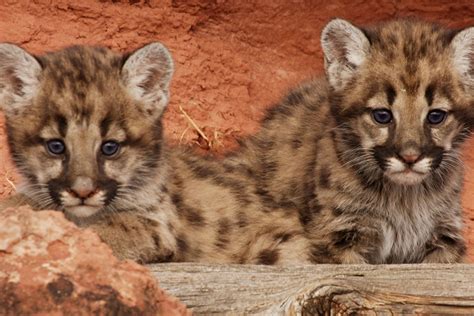 Young Mountain Lion