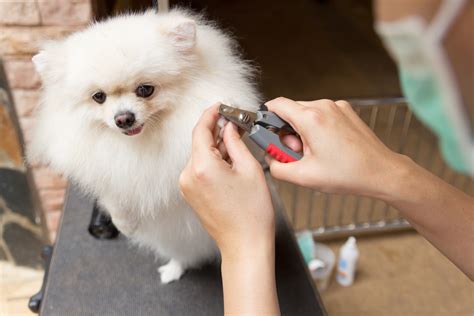 Maintain Pomeranian Grooming at Home