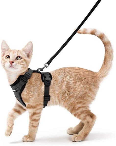 The Best Bengal Cat Harness [2024] - That Bengal Cat